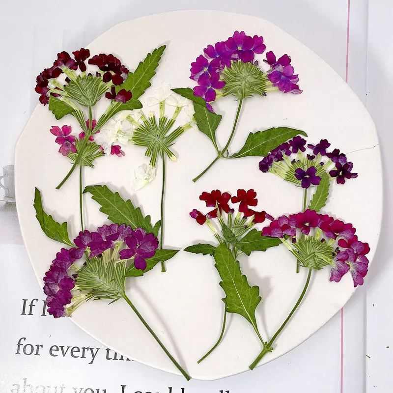 Photo Frame Baby - 12 sztuk/5-8cm, Naturalne prasowane kwiaty wiśni