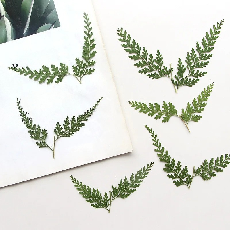 Photo Frame Baby - Natura prasowane gałęzie paproci, suche kwiaty