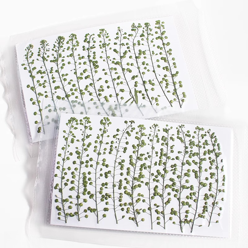 Naturalny kolor zielony, suszo – Photo Frame Baby recenzja i cena