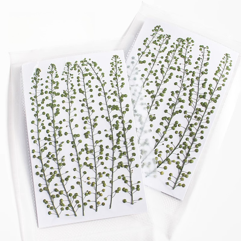 Naturalny kolor zielony, suszo – Photo Frame Baby recenzja i cena