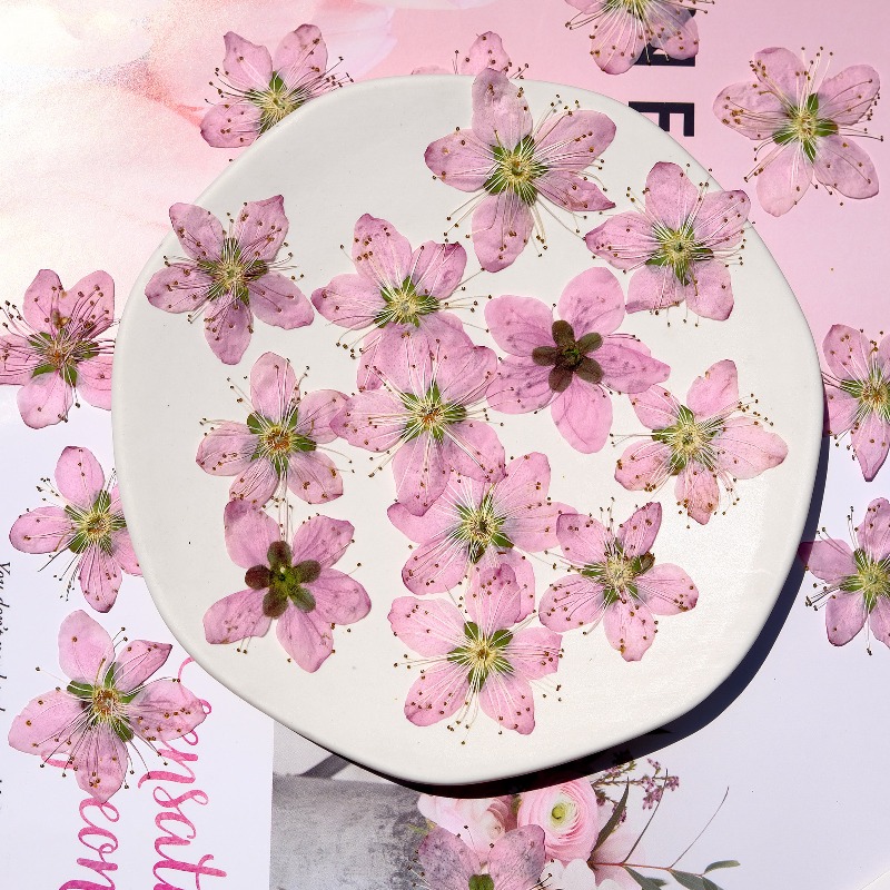 3-4cm./6szt., Różowe Suszone K – Photo Frame Baby recenzja i cena