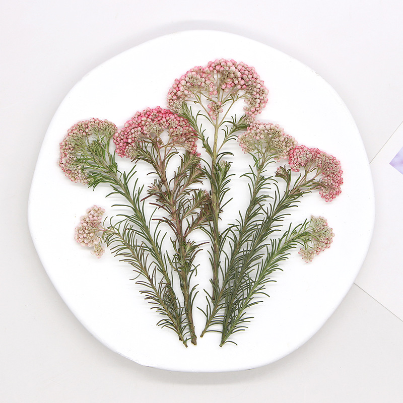 12 szt., Naturalne gałązki kwi – Photo Frame Baby recenzja i cena