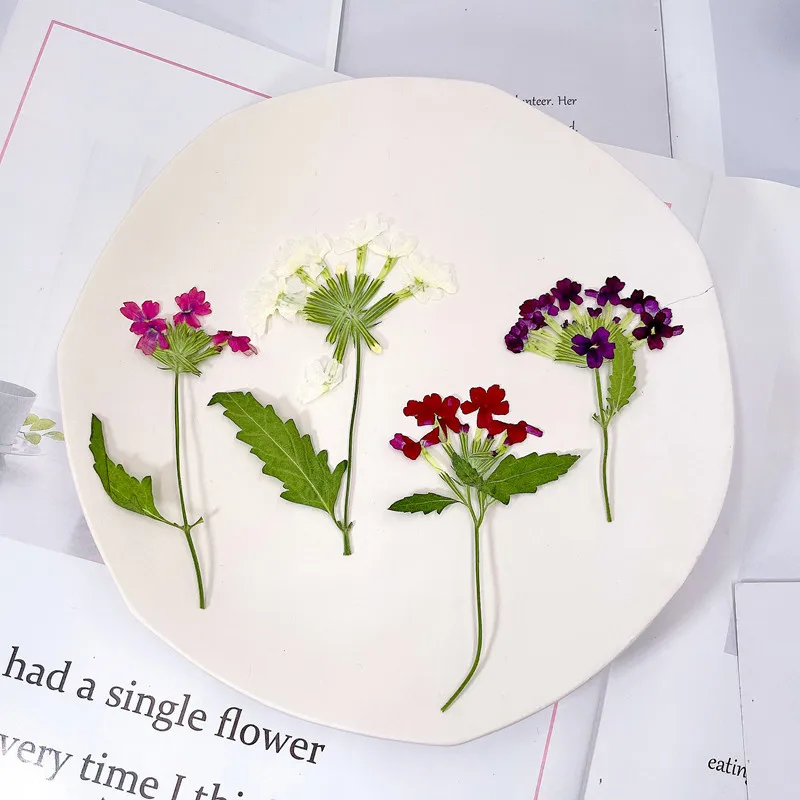 12 sztuk/5-8cm, Naturalne pras – Photo Frame Baby recenzja i cena