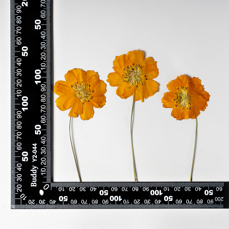 8-10cm/24szt., Naturalne Suszo – Photo Frame Baby recenzja i cena