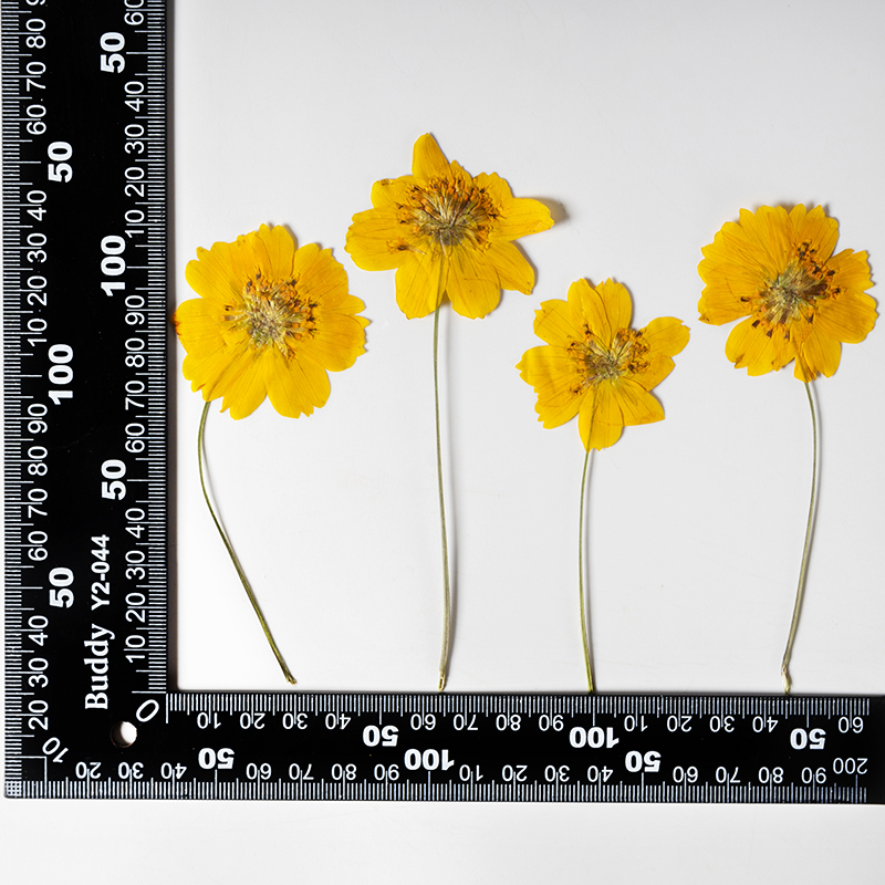 8-10cm/24szt., Naturalne Suszo – Photo Frame Baby recenzja i cena