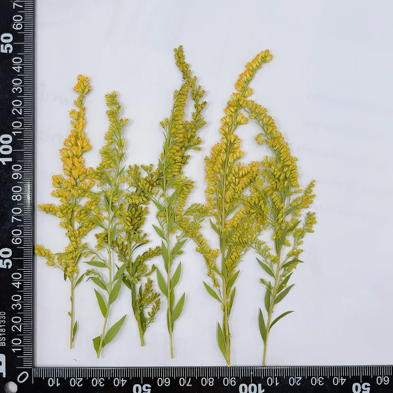 6-10cm/24szt, naturalny tłoczo – Photo Frame Baby recenzja i cena